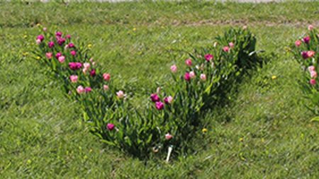„Spieglein, Spieglein an der Wand, wer hat die schönsten Tulpen im ganzen Land?“