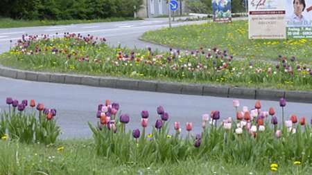Tulpenpracht in Gerolstein