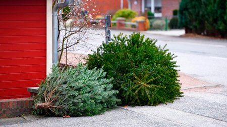 Einsammeln der Weihnachtsbäume in der Stadt Gerolstein
