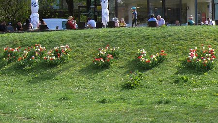 Tulpengrüße zum Jubiläum